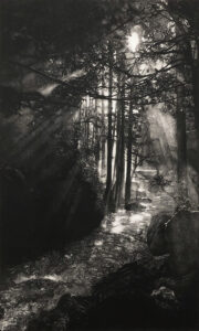 [Little Stream in the Woods]