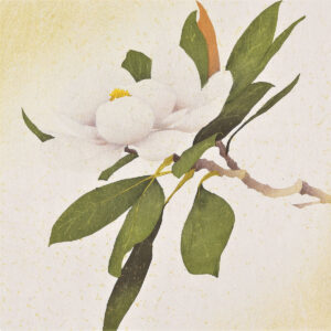 Magnolia - 3